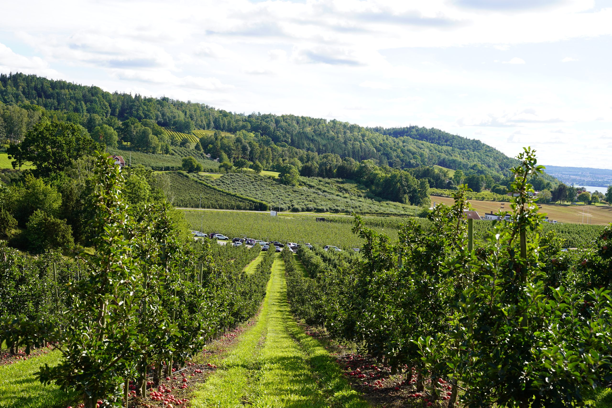 Rudenstams Gårdsbutik & Kafé logotyp